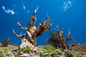 bristlecone
