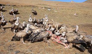 tibatan-death-ritual-laaltain